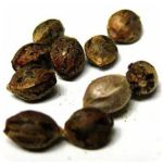 Семена марихуаны АК-47  (Seeds AK-47) в Кропоткине